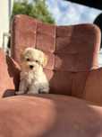 Szczeniak Maltipoo