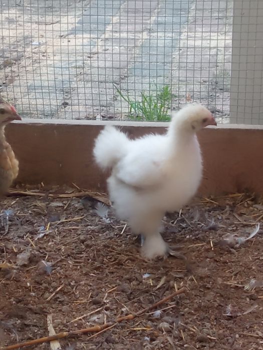 Kurczaki tegoroczne 6 sztuk mix