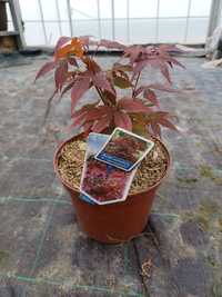 Acer Palmatum / atropurpureum