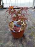 Acer Palmatum / atropurpureum
