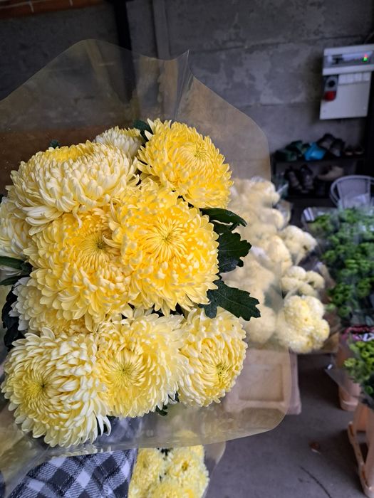 Chryzantemy cięte cremist