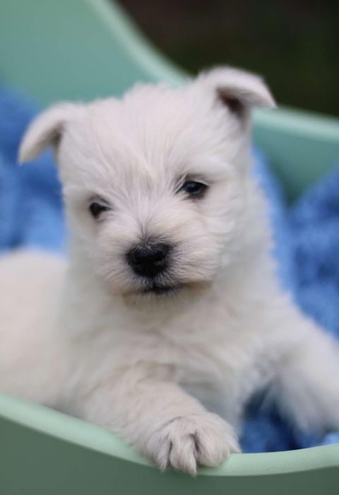 West highland white terrier