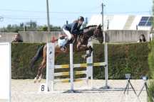 Cavalo obstaculos