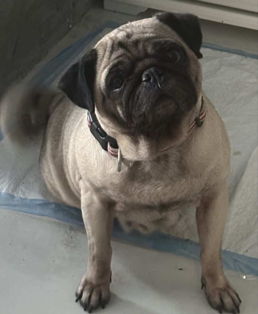 Mops mopsik mops