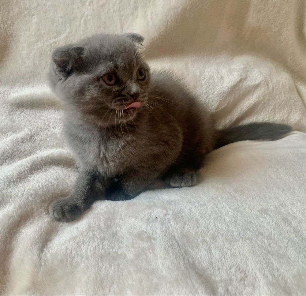 Срочно! шотландские вислоухие котята!