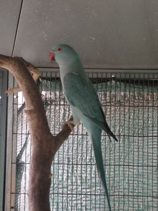 Ring neck, fêmeas de 2024