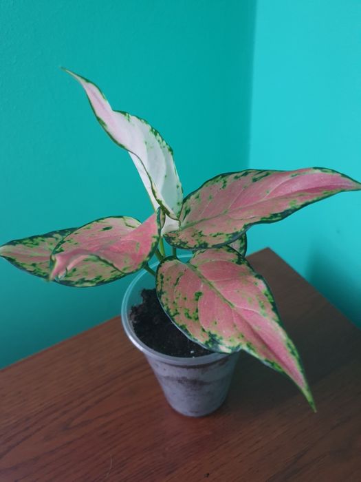 Хомаломена. Комуфляж,  . Апобалліс. Спатифілум. Даймонд. Аглаонема. Аз