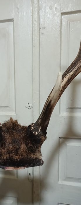 Оленячі роги недорого