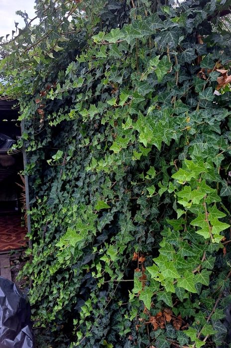 Плющ вічнозелений зріз.