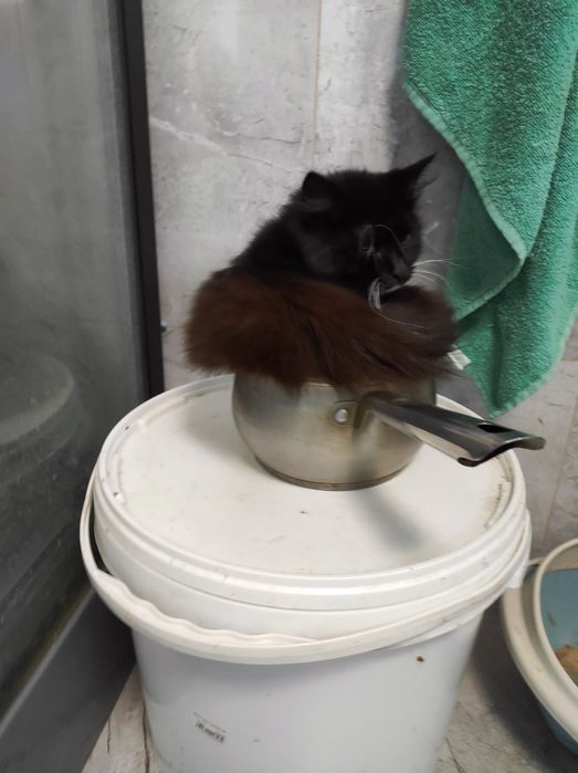 Віддаємо кішечку