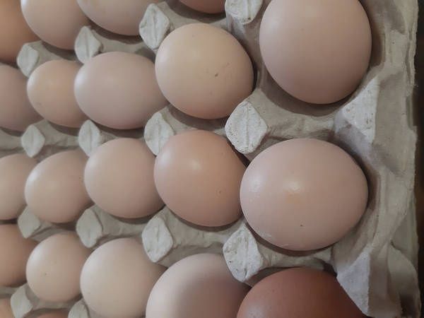 Інкубаційне яйце Бройлерів Кобб 500,молодка Україна