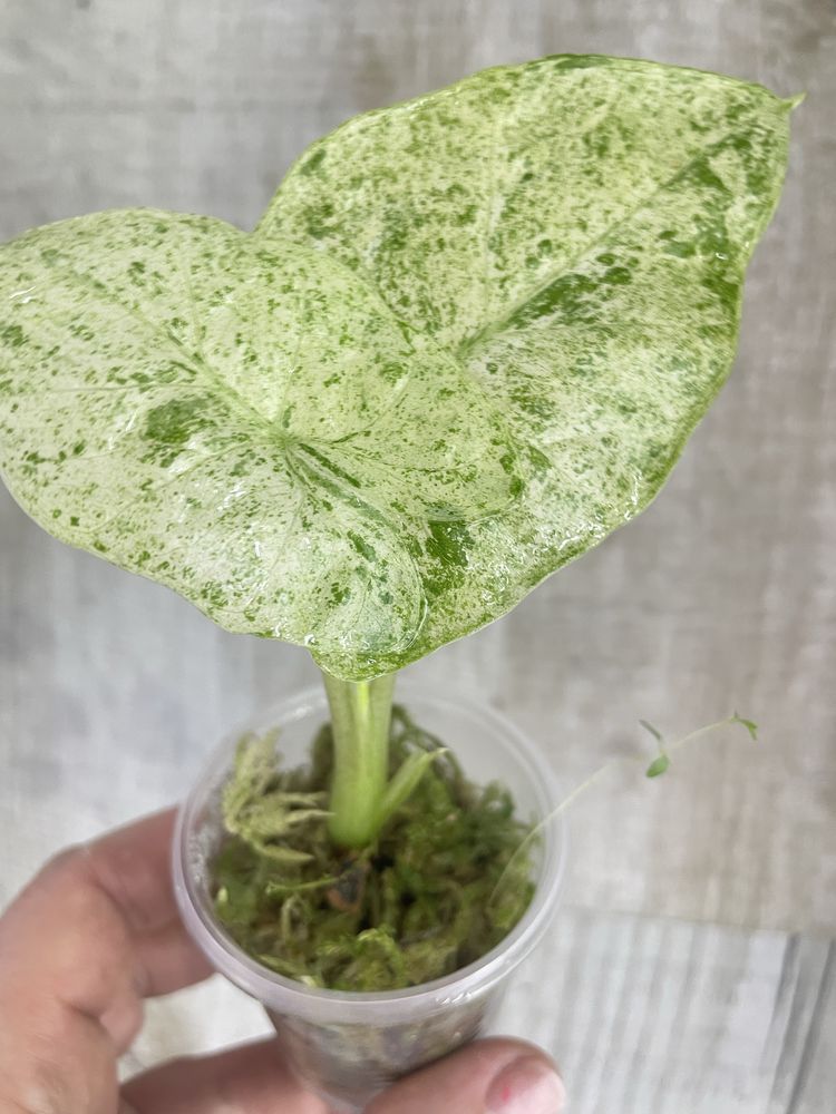 Алоказія (Alocasia) Scalprum ,Odora variegata Batik