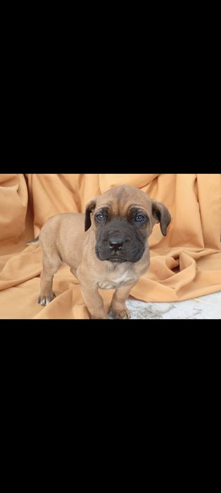 Szczeniak Cane Corso okazja !!