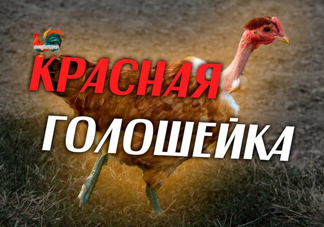 Інкубаційне яйце Іспанка Голошийка. Україна/Угорщина (Інкубаторія UA)