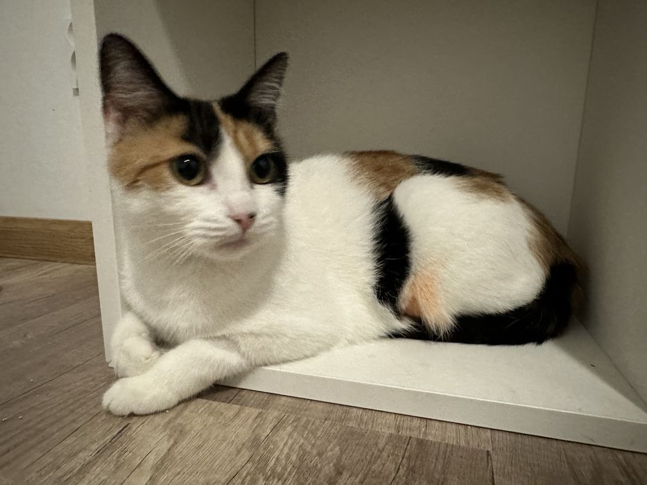 ZOSIA Śliczna kochana kotka tricolorka poleca sie do adopcji