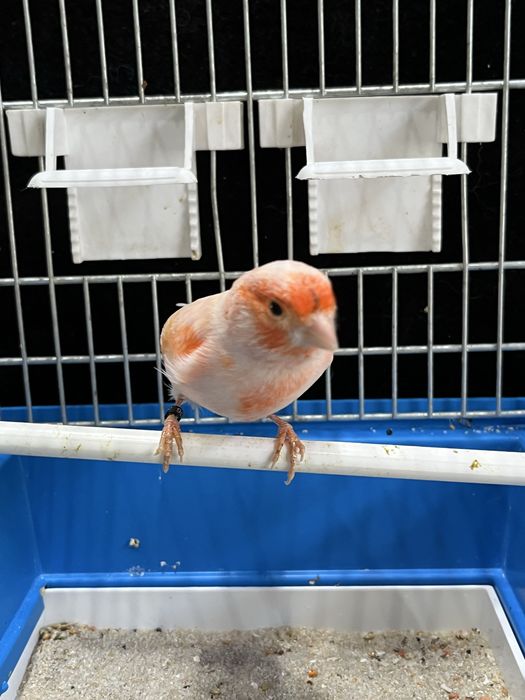 Kanarek (samiec) Aqualife