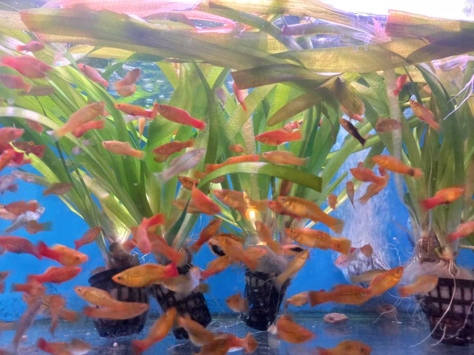 Planta de aquário em vaso XXL - Vallisneria gigantea