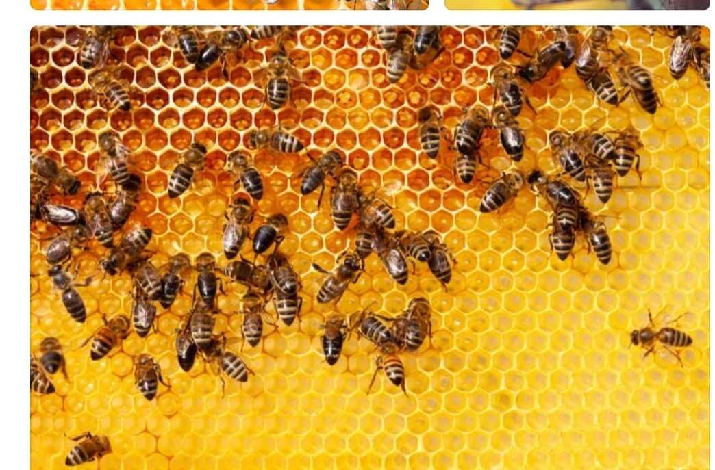 Продам бджіл (пчёл)