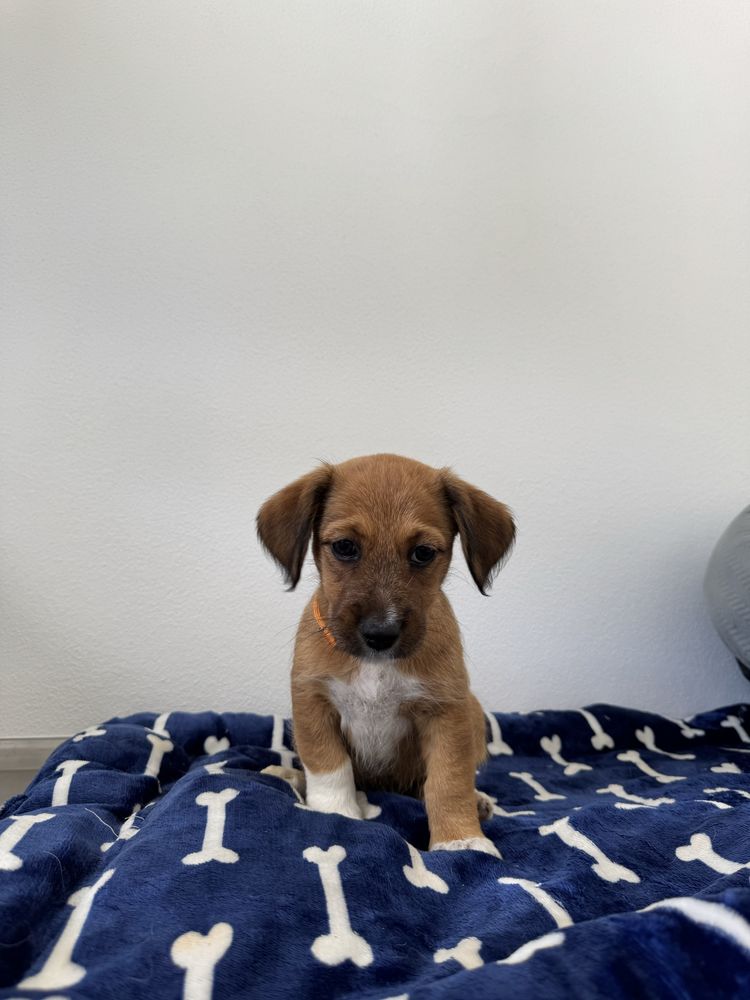 Lua & Estrelita - 2.5 meses, porte médio (15kg)