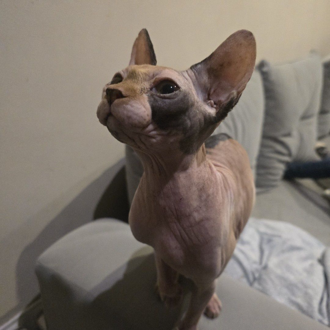 Sfinks kanadyjski