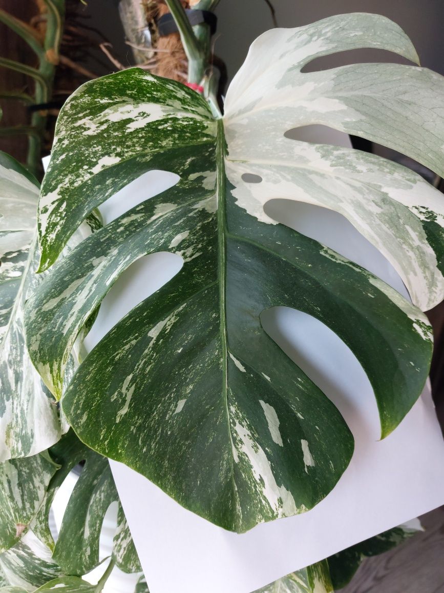 Monstera variegata