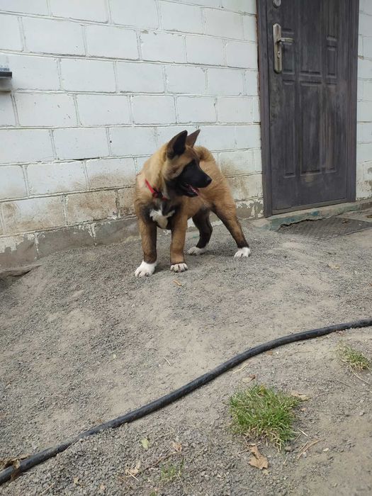 Американская Акита