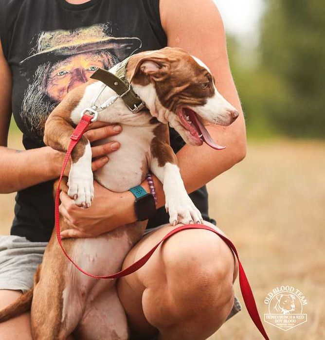 Pit Bull Red Boy- jedyne w Europie import USA