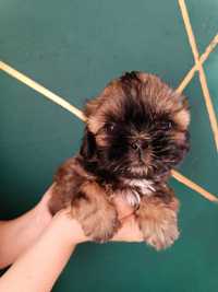 Shih Tzu suczka do rezerwacji