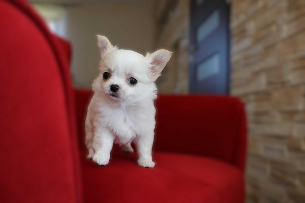 Śliczna jasna chihuahua z rodowodem  SARA FCI ZKwP