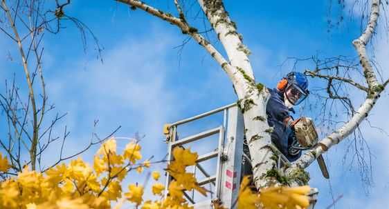 Професійне Спилювання Дерев та Розчищення Ділянок