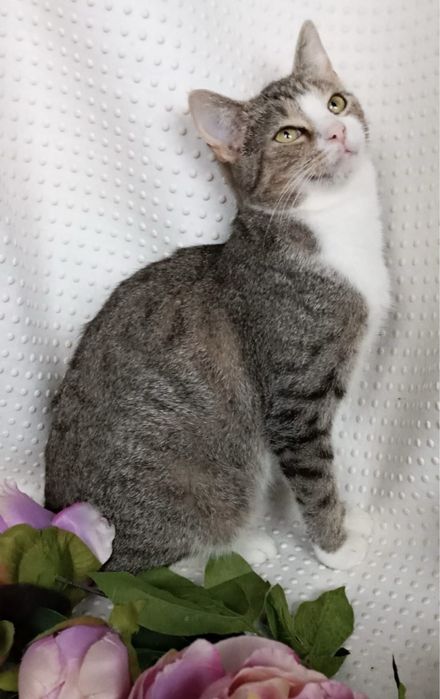 Uroczy Kocurek Tobi szuka domku