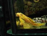 Zbrojnik L333 albino Hypancistrus glonojad