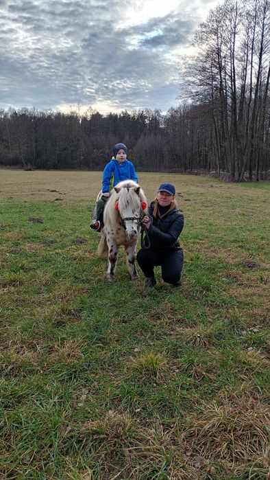 Sprzedam wałach kuca