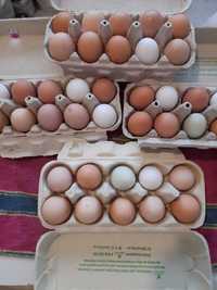 Яйця курячі з домашнього  господарства