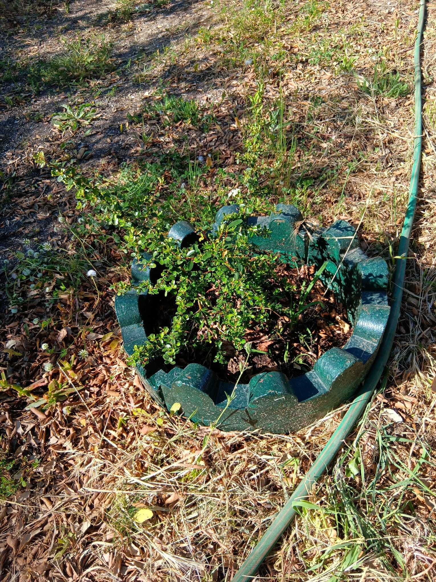 anéis em cimento para plantas e árvores em 2 metades