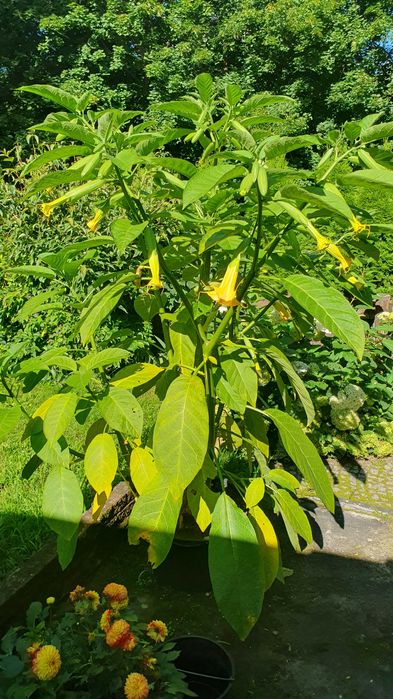 Datura wieloletnia, brugmansja. Kwiaty ogród.