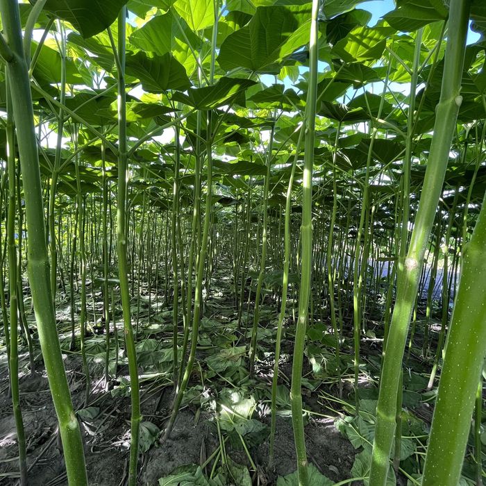 Павловнія, Павловния декоративна 9501 із насіння стовбур 1см