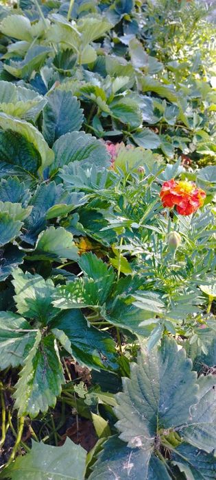 Sadzonki, flanca truskawek 100 szt. po 0,50 gr/szt.