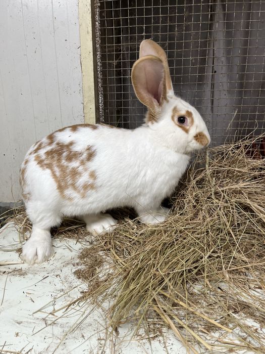 Macho extra reprodutor