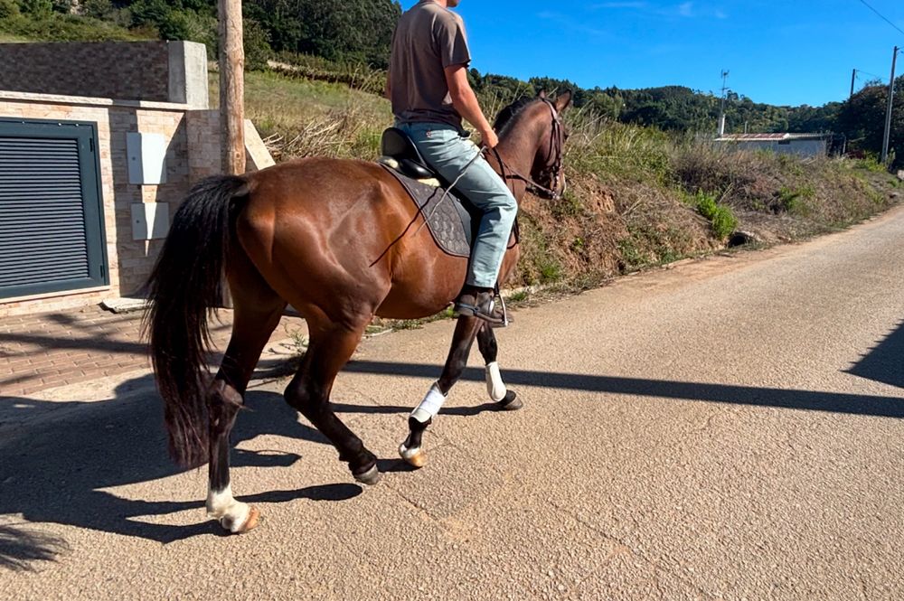 Cavalo cruzado com 6 anos