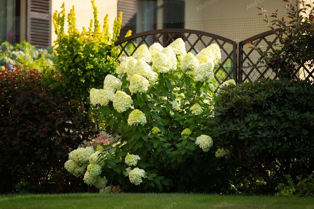 Hortensja bukietowa 'Limelight' (Hydrangea paniculata) Doniczka 2.0L