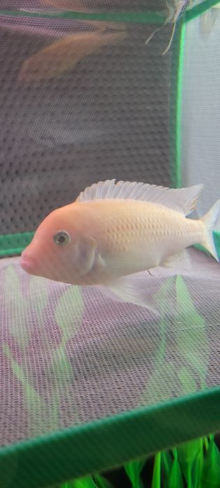 Pyszczak zebra red samiec