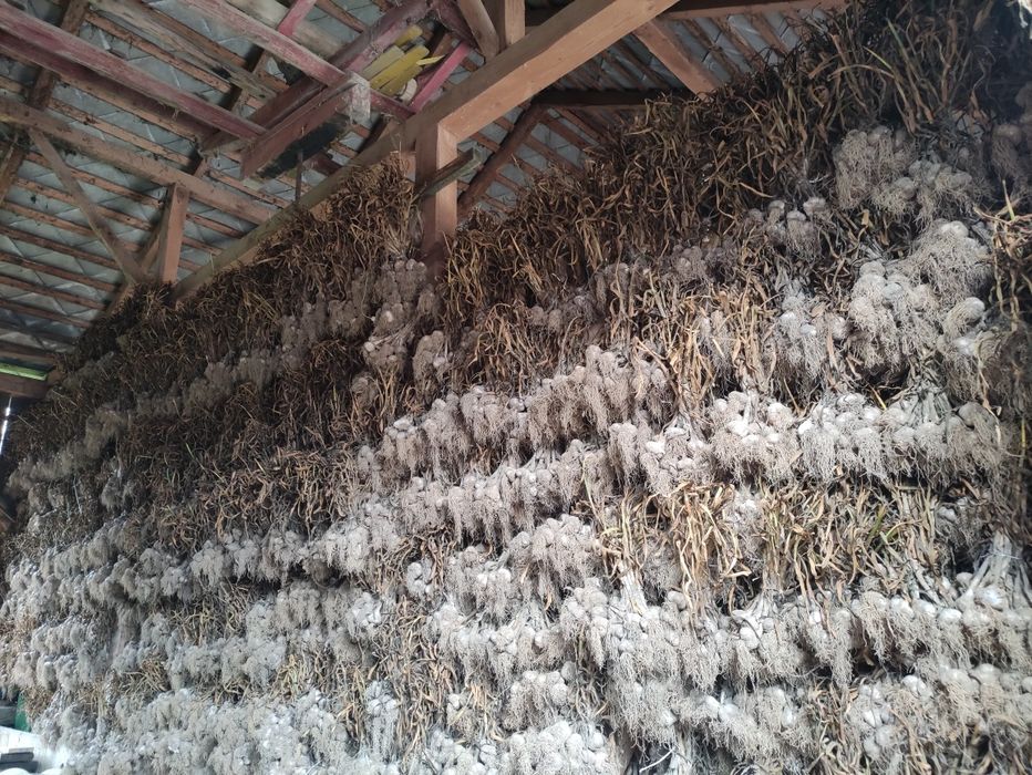 Czosnek zimowy Lubasza 35-45mm, Harnaś 35-45mm