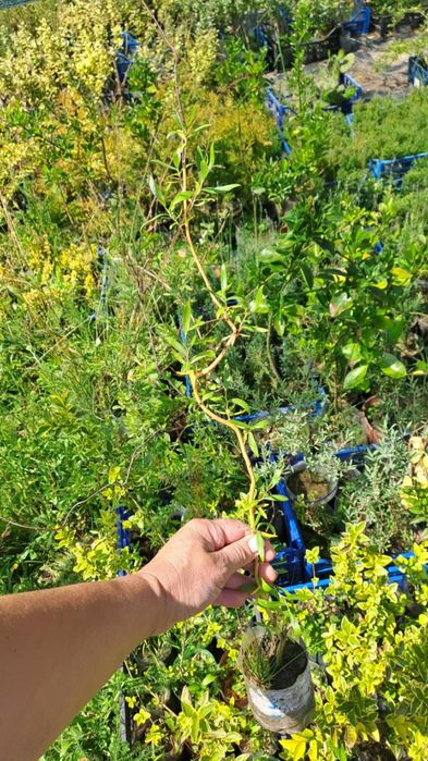 Міскантус Тамарікс Бересклет Туя на штамбі Кипарисовик лавсона Верба к