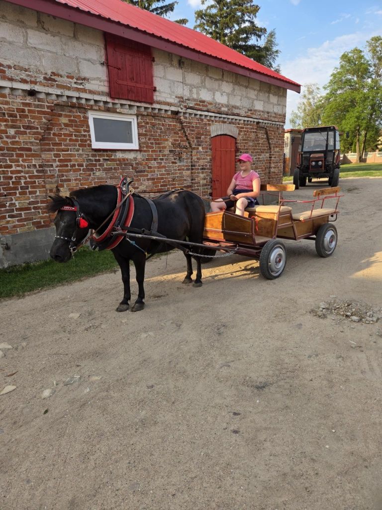 Sprzedam Kuca i 2 bryczki