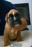 Boxer macho (afixo casa do Niko)