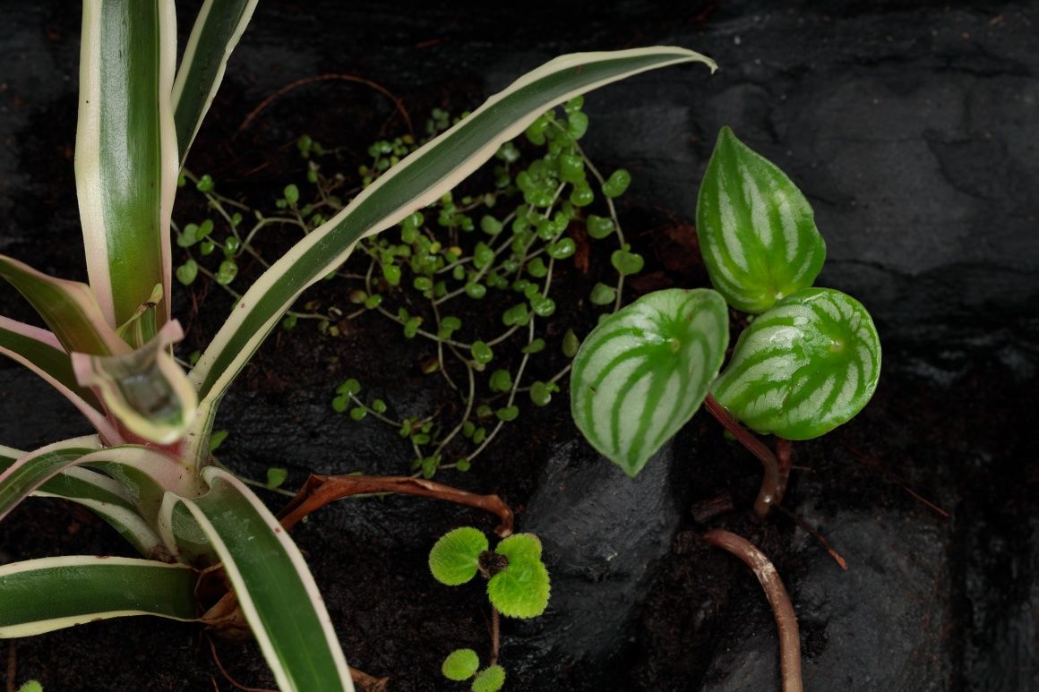 Terrarium paludarium vivarium