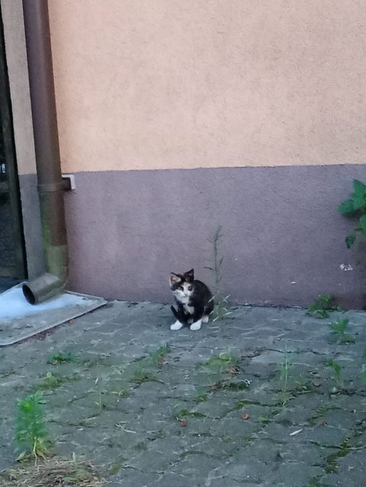 Śliczna czarno- szylkretowa kotka do wydania