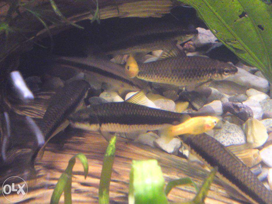 GB Kosiarka, Grubowarg Syjamski (Crossocheilus oblongus)