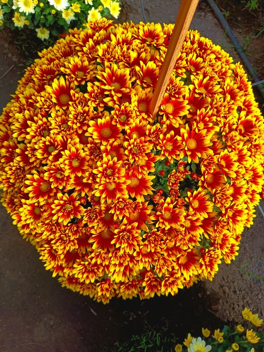 Chryzantemy drobno kwiatowe